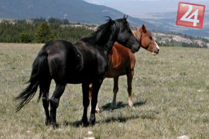 Ilustračný obrázok k článku Nový výjav v Muránskej planine: Strážcovia na koňoch!