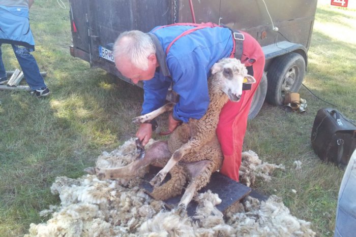 Ilustračný obrázok k článku Balocký bačovský deň: Strihanie oviec aj tradičné pochúťky