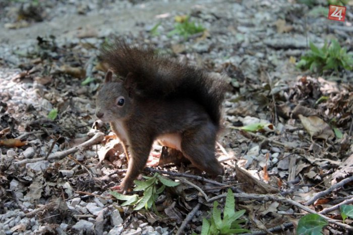 Ilustračný obrázok k článku TIP NA VÝLET: V ZOO v Schönbrunne zažijete dom hrôzy aj stretnutie s krotkými veveričkami
