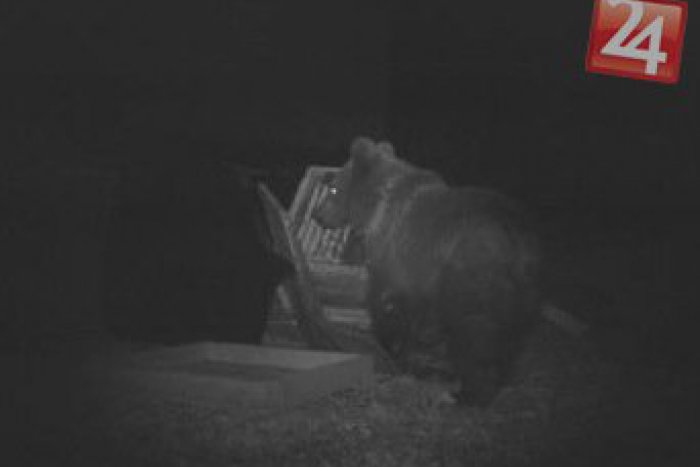 Ilustračný obrázok k článku Pribylinu trápia časté návštevy medveďov: Žiadajú účinné opatrenia