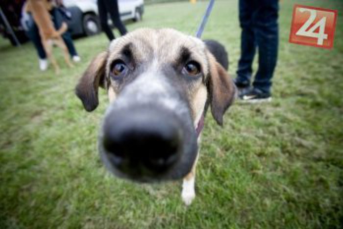 Ilustračný obrázok k článku Nápad, aký ešte v žiadnom meste nezrealizovali: V Lučenci vznikol oficiálny cintorín pre domácich miláčikov