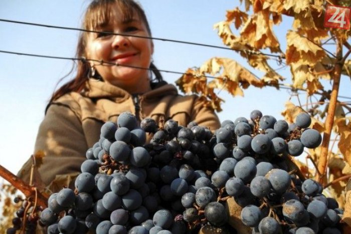Ilustračný obrázok k článku Vrtochy počasia potrápili vinárov: V Nitrianskom kraji sa darilo ružovým vínam
