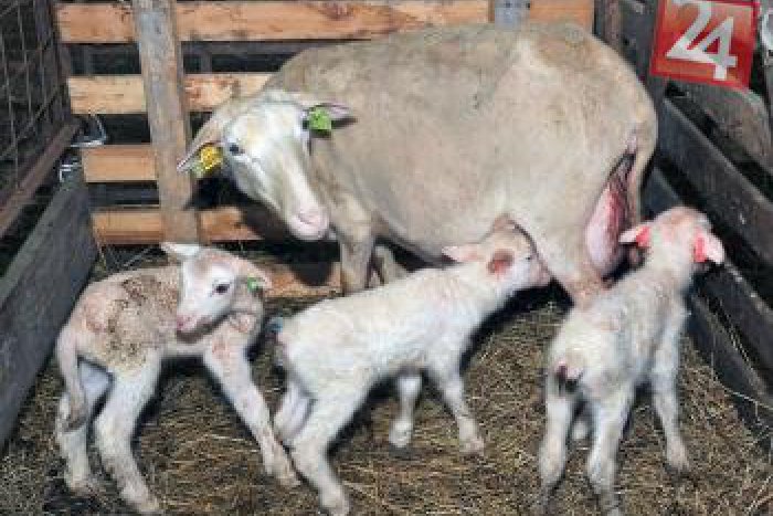 Ilustračný obrázok k článku Vlámanie do stajne: Zlodej ukradol jahňatá, prenášal ich cez betónový plot