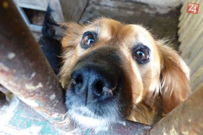 Ilustračný obrázok k článku Popradský útulok stále praská vo švíkoch. 47 psíkov hľadá nový domov