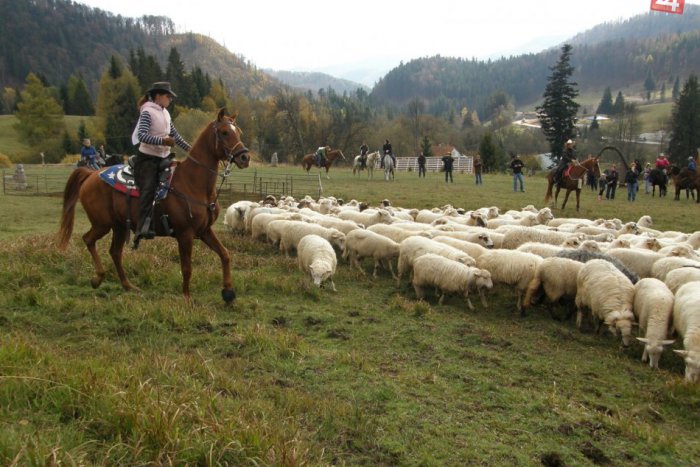 Ilustračný obrázok k článku Babie leto na koňoch: V malebnom prostredí predúrali stádo oviec