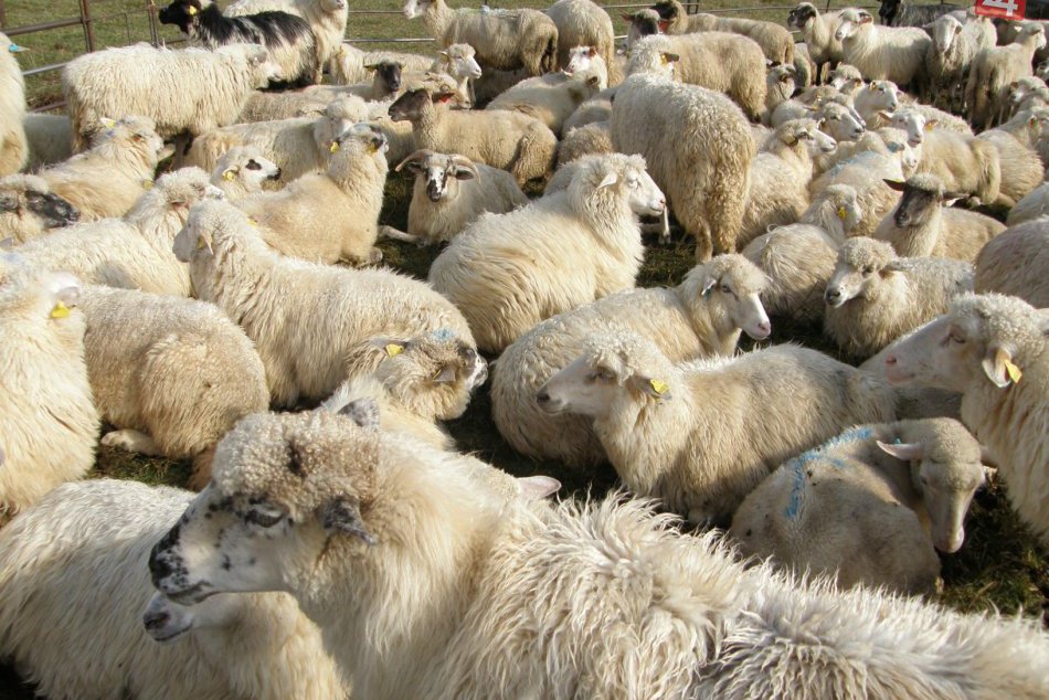 Ilustračný obrázok k článku Kuriózny prípad bystrických daňovákov. Čakali stovky oviec, našli len prázdny košiar