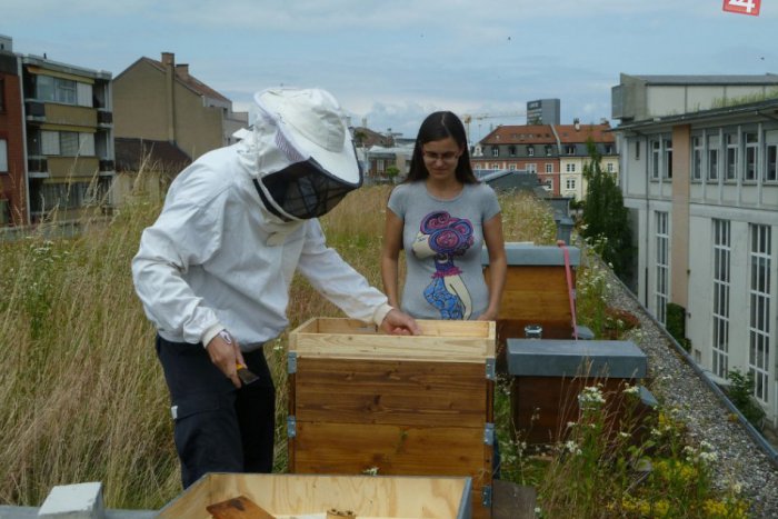 Ilustračný obrázok k článku Toto tu ešte nebolo: V meste máme prvý verejný úľ, na ktorej streche sa nachádza?