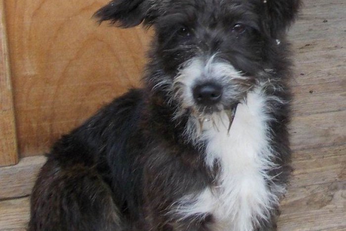 Ilustračný obrázok k článku FOTO: Týchto psíkov našli pobehovať po Rožňave