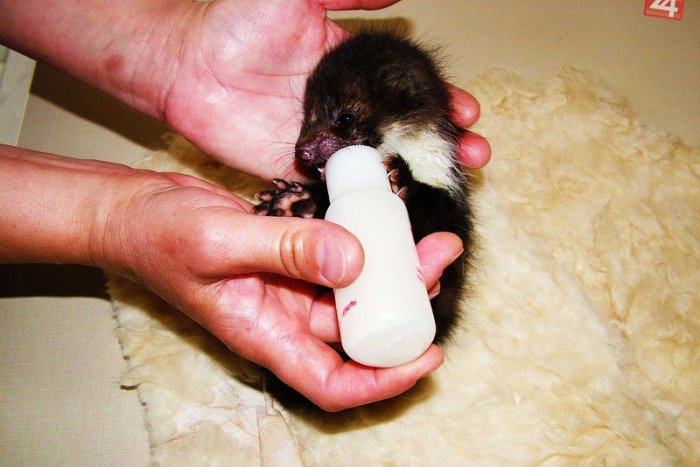 Ilustračný obrázok k článku Skalným fanúšikom Tatrana je kuna skalná: Osobitne sa jej páči miestnosť, kde sa konajú tlačovky!