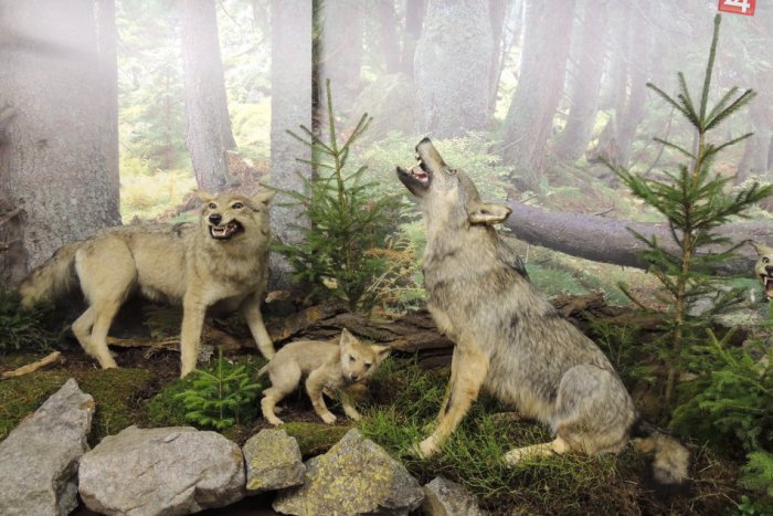Ilustračný obrázok k článku Pánom Tihányiovského kaštieľa je vlk. Na svoje si prídu aj milovníci psov