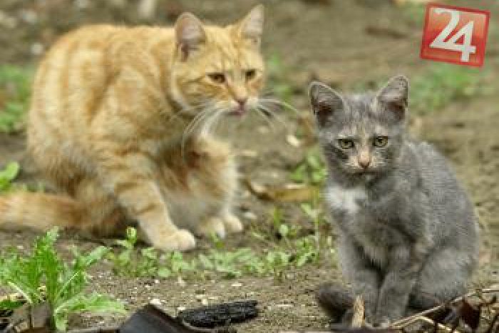 Ilustračný obrázok k článku Osud breznianskych túlavých mačiek im nie je ľahostajný: Za vyzbierané peniaze ich kastrujú
