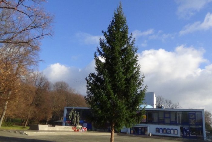 Ilustračný obrázok k článku Toto je on: Vianočný stromček už stojí na tradičnom mieste