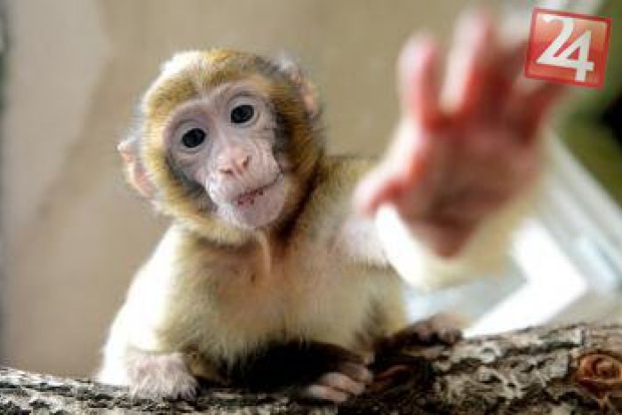 Ilustračný obrázok k článku Emotívne lúčenie v košickej zoo: Opičiak Max odchádza na Ukrajinu... za frajerkou!