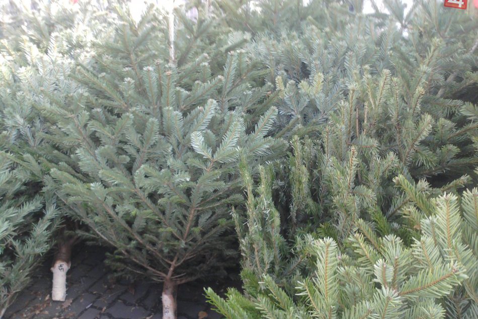 Ilustračný obrázok k článku Vianočný stromček z Vysokých Tatier? Výruby chráni lesná stráž