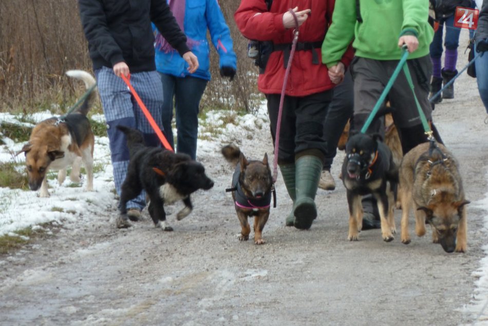 Ilustračný obrázok k článku Vyvenčiť zvieratká prišli do útulku desiatky ľudí. 3 psíky si našli nový domov