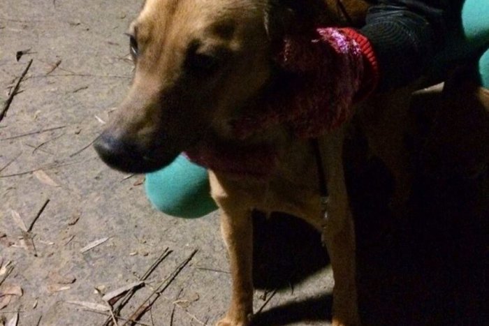 Ilustračný obrázok k článku FOTO: Týchto psíkov našli pobehovať po Rožňave