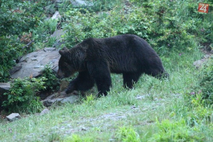 Ilustračný obrázok k článku Polícia a radnica varujú: V blízkosti Lučenca sa pohybuje medveď!