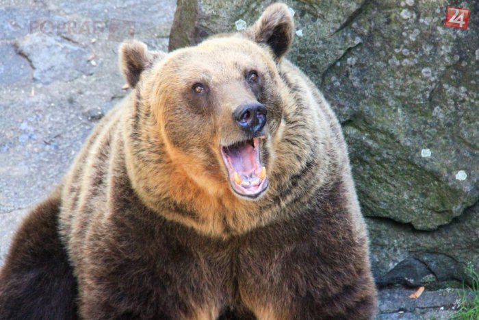 Ilustračný obrázok k článku Zúrivý útok medvedice: Muža (31) dohrýzla a prehodla si ho cez plece
