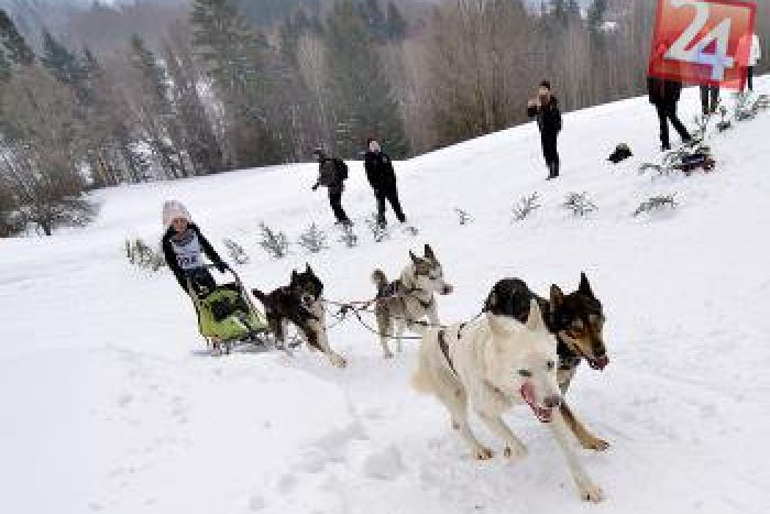 Ilustračný obrázok k článku Lákadlá Majstrovstiev Európy psích záprahov: Uvidíme samojeda aj aljašského malamuta!