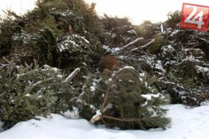 Ilustračný obrázok k článku Vianočné sviatky sú za nami: Použité živé stromčeky pripravte na odvoz!