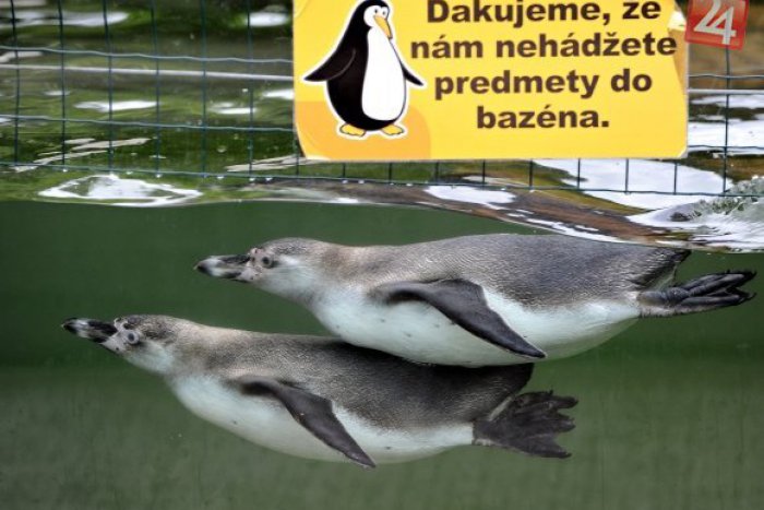 Ilustračný obrázok k článku Záujem o zvieratá košickej zoo: Tiger už je adoptovaný, lev vás vyjde na 1660 €