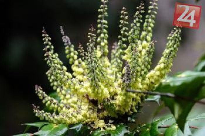 Ilustračný obrázok k článku FOTO: V januári zakvitli kvety aj dreviny, v Arboréte si robia starosti