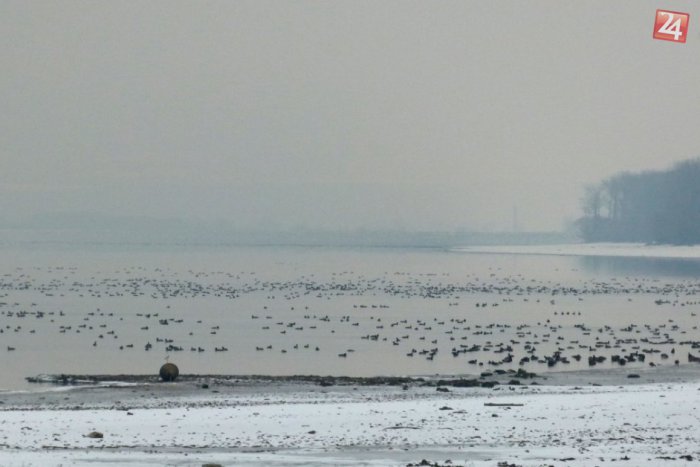 Ilustračný obrázok k článku Na Šírave zimuje 12 000 vodných vtákov: Hromadný prílet večer ponúka krásne divadlo!