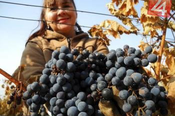 Ilustračný obrázok k článku V Topoľčiankach odštartovali zber hrozna na ľadové víno: Napriek nižšej úrode očakávajú veľmi dobrú kvalitu!