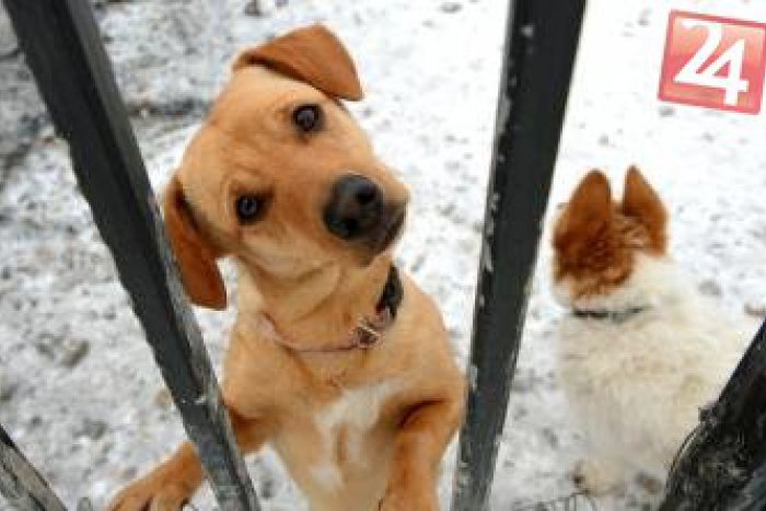 Ilustračný obrázok k článku Košický útulok v kritickej situácii: Ľudia prehadzujú šteňatá aj cez plot!