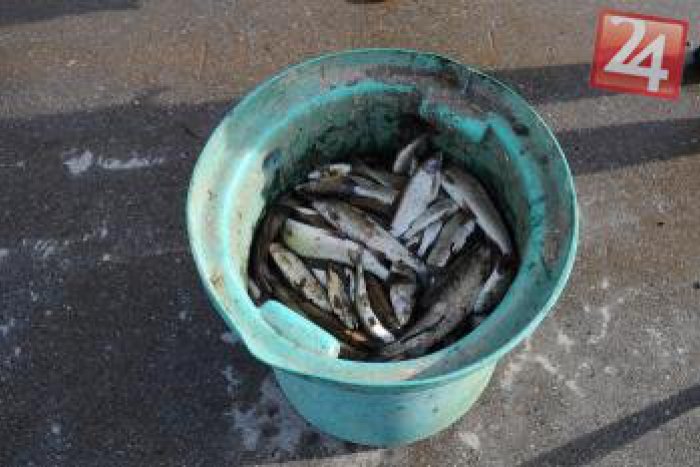 Ilustračný obrázok k článku Nemilé prekvapenie na hladine potoka: V Dražovciach uhynuli desiatky rýb