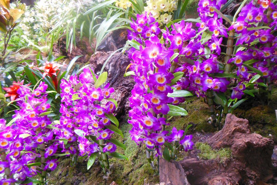 Ilustračný obrázok k článku Botanická záhrada v Košiciach: Prvou výstavou budú Orchidey