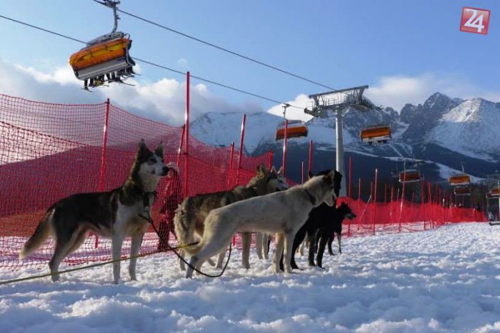 Ilustračný obrázok k článku Snežné psy prilákali tisíce návštevníkov. Najviac si užívali deti