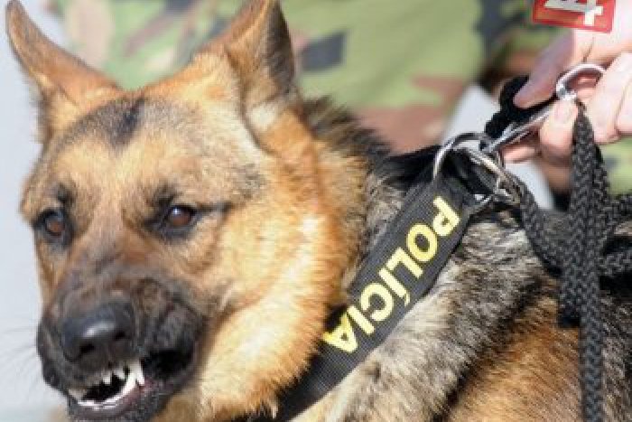 Ilustračný obrázok k článku V Košiciach zasahovali policajti aj psy na vyhľadávanie výbušnín: Čo sa dialo na sídlisku Nad jazerom?