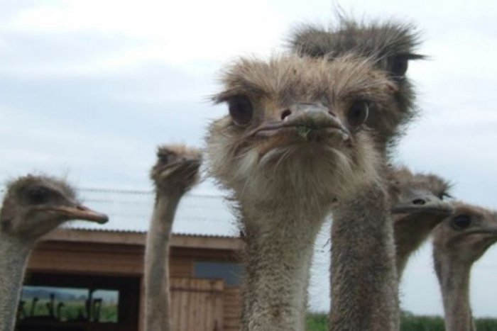 Ilustračný obrázok k článku Exotika v Krásnohorskom Podhradí: Tibor chová pštrosy, rodina sa naje z jedného vajca