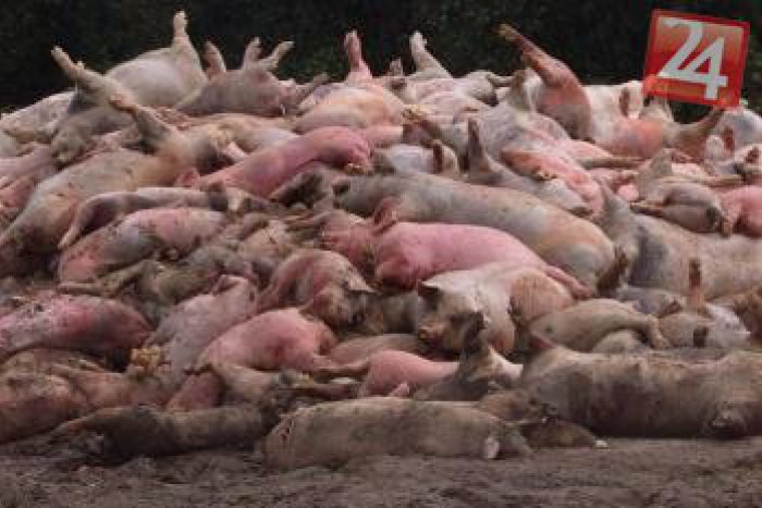 Ilustračný obrázok k článku Odporný nález v Krásnej: V kríkoch objavili desiatky vriec s vyhodenými prasacími paprčkami!