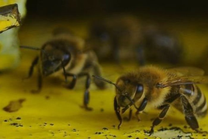 Ilustračný obrázok k článku Nezvyčajná zima trápi včelárov: Ako v úľoch prežijú prudké ochladenie?
