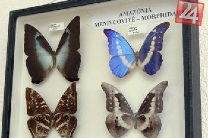 Ilustračný obrázok k článku Pozoruhodná krása motýľov: V Košiciach budeme môcť obdivovať slovenské i exotické kúsky