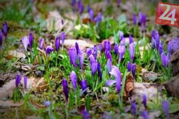 Ilustračný obrázok k článku Arborétum hýri pestrými farbami: Pozrite si pravú jarnú nádheru v obrazoch