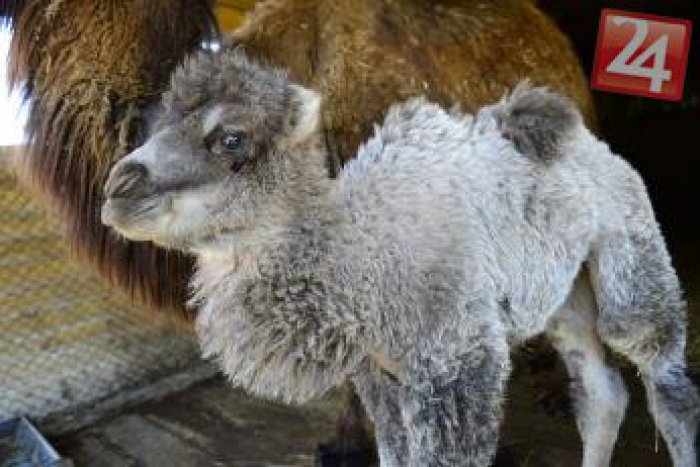 Ilustračný obrázok k článku V košickej zoo prepukla obrovská radosť: Ťava April priviedla na svet utešeného potomka