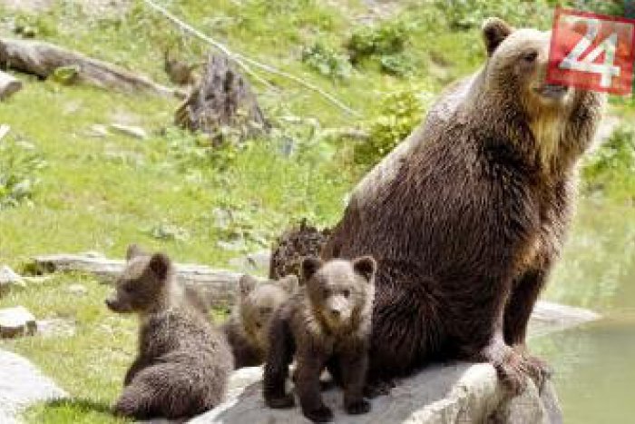 Ilustračný obrázok k článku Príbeh medvedíka Miška pokračuje: Po jeho výlete k ľuďom je už pri svojej mame
