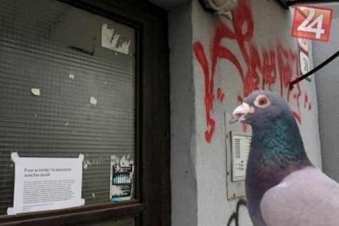 Ilustračný obrázok k článku Sídliská v Prievidzi trápia holuby: Na týchto miestach ich budú odchytávať