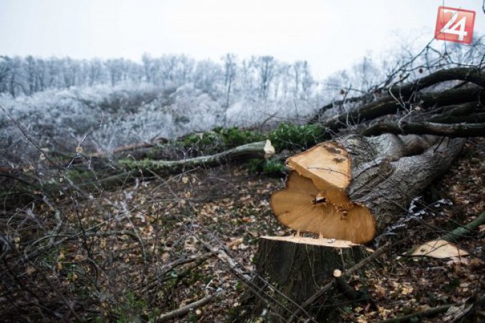 Ilustračný obrázok k článku Nelegálne vyrúbal 20 stromov: Spôsobil škodu neuveriteľných takmer 7 700 eur