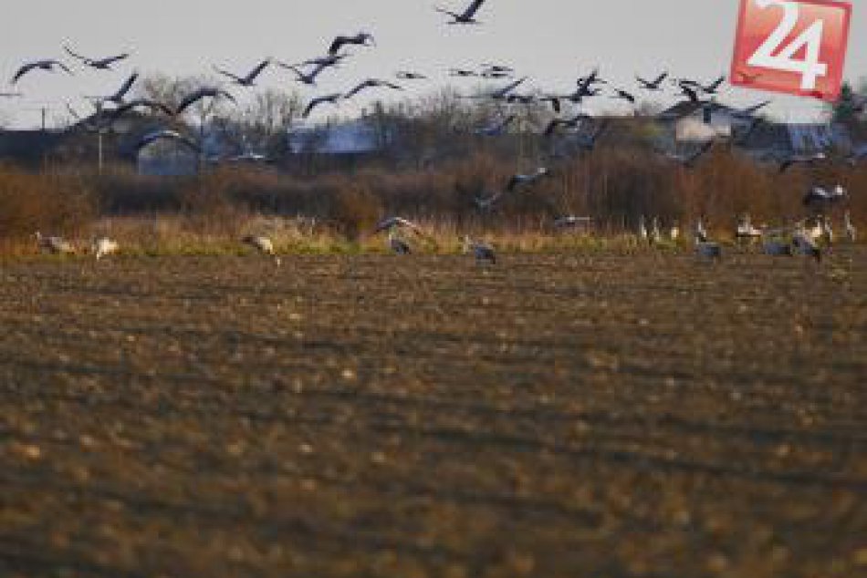 Ilustračný obrázok k článku Vtáči raj nedaleko Michaloviec: Priletí k nám tisíce žeriavov, vieme kedy