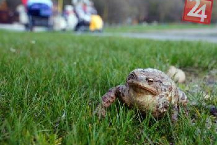 Ilustračný obrázok k článku Motoristi museli ustúpiť žabám: Ropuchy uzavreli cestu pri Vinianskom jazere!