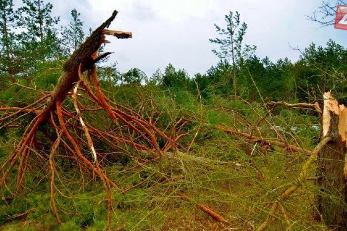 Ilustračný obrázok k článku V lome pri Zlatých Moravciach došlo k nešťastiu: Na mladíka (27) sa zrútil strom