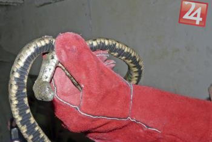 Ilustračný obrázok k článku Pri tomto náleze v Tornali ľuďom behal mráz po chrbte: V pivnici narazili na hadov!