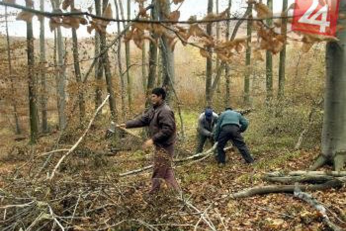 Ilustračný obrázok k článku Nezľakli sa práce, vyhrnuli rukávy a pustili sa do roboty: Rómovia v okolí Košíc vysádzajú stromy