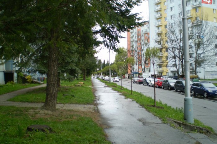 Ilustračný obrázok k článku Škodcami napadnuté stromy nahradia nové: Táto bystrická ulica zakvitne čerešňami