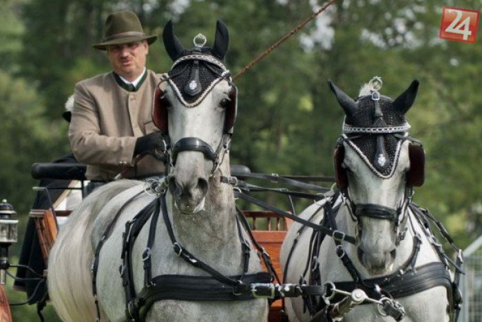 Ilustračný obrázok k článku Skvelý výsledok v Topoľčiankach: Počas špeciálnej akcie predali za jediný deň až 14 koní!