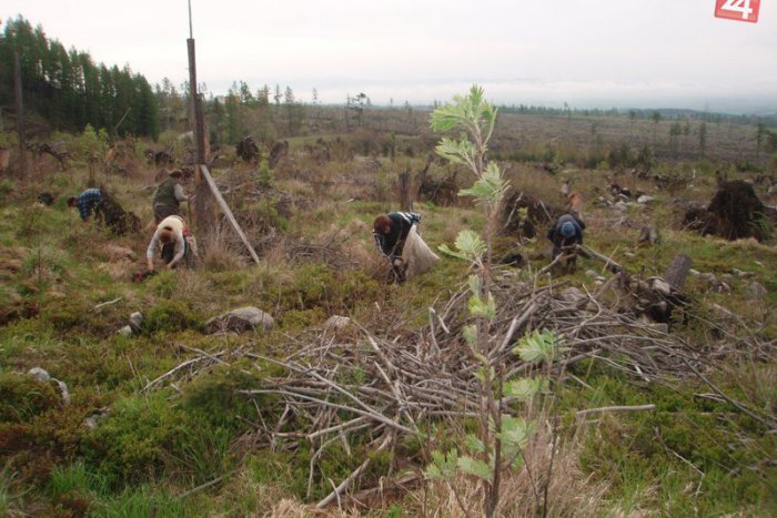 Ilustračný obrázok k článku V Tatrách odštartovalo zalesňovanie: Stromy musia vysádzať aj pri osadách, Rómovia ich likvidujú